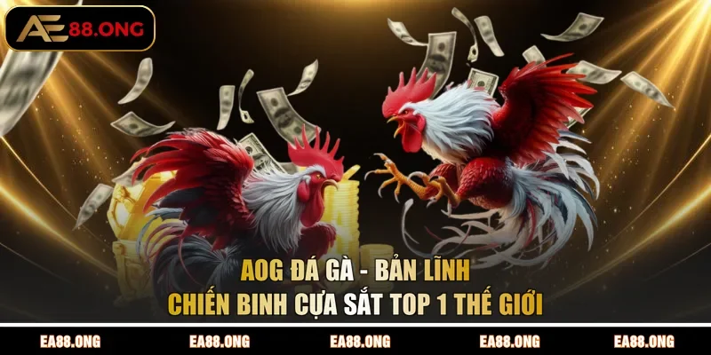 AOG Đá gà - Bản Lĩnh Chiến Binh Cựa Sắt TOP 1 Thế Giới
