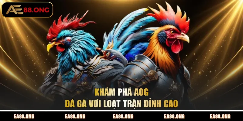 Khám phá AOG đá gà với loạt trận đỉnh cao